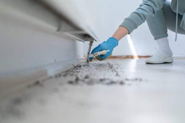 Reliable Laconia, NH Pest Control Solutions